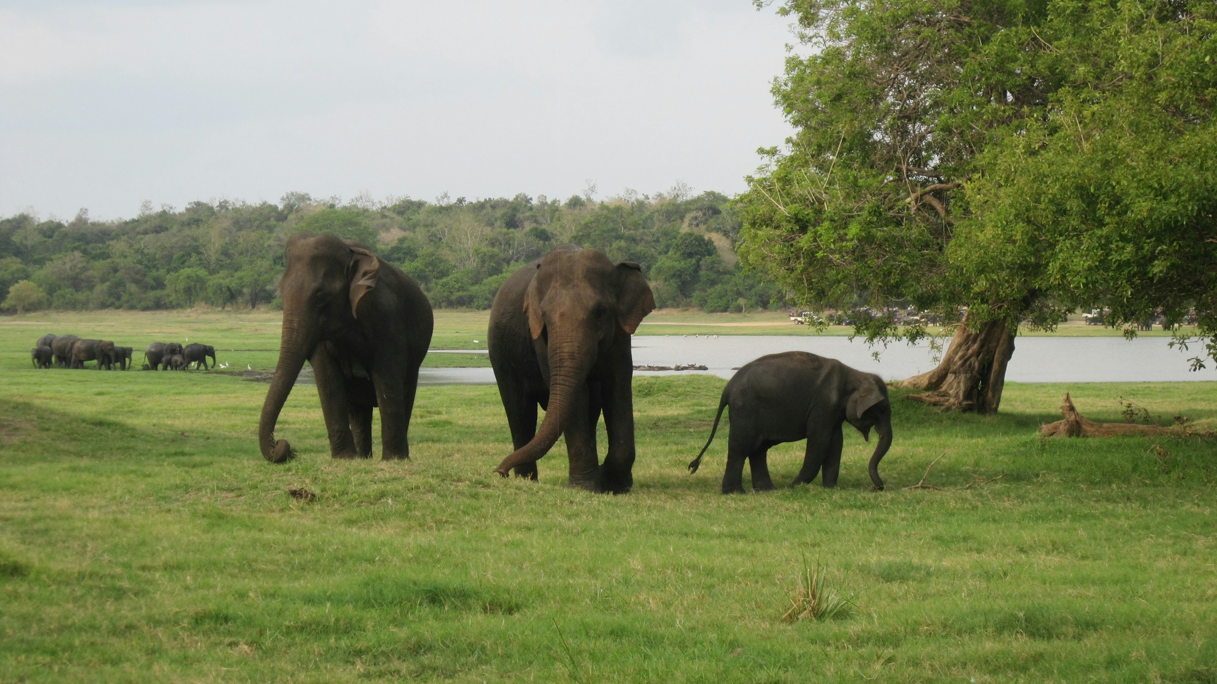 A herd of Asian elephants roaming the green grasslands of Minneriya